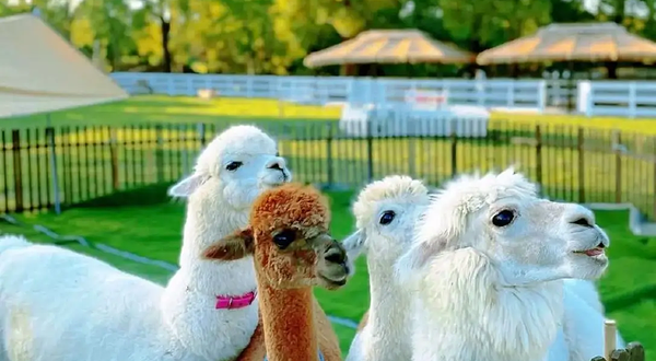 漯淘淘萌宠乐园