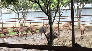 金瑞鸵鸟生态园