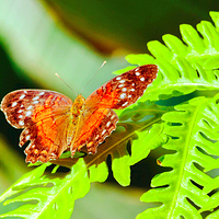 克莱尔蝴蝶中心