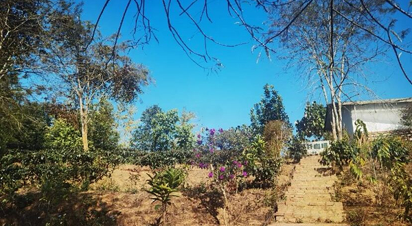 故山·野鸭塘河谷咖啡庄园