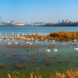 天鹅湖国家城市湿地公园