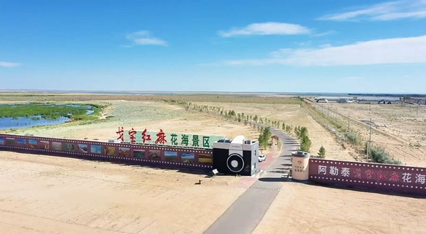 阿勒泰戈宝红麻花海景区