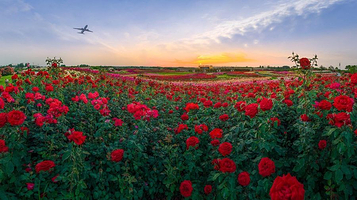 南阳世界月季大观园(西园)