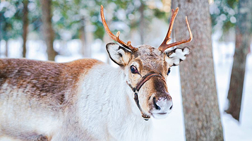 敖鲁古雅鄂温克族驯鹿文化博物馆