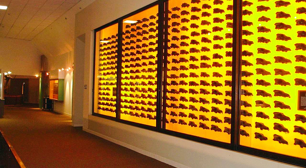 拉布雷亚沥青坑