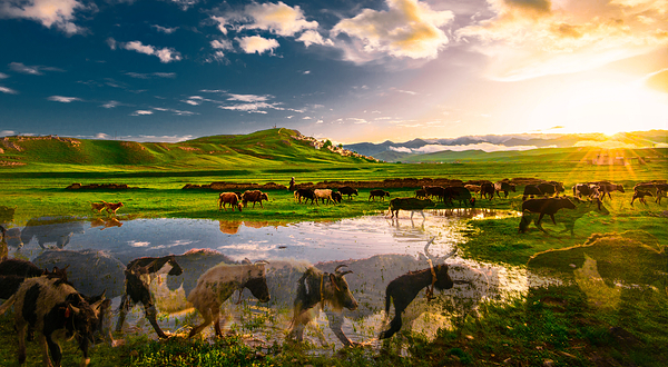 若尔盖西部牧场