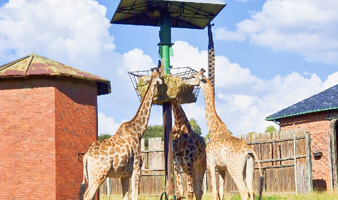 约翰内斯堡动物园