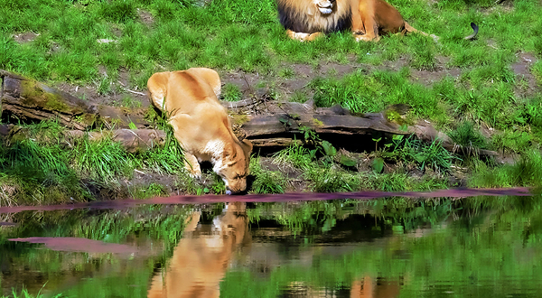 林地公园动物园