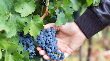 通化葡萄酒地下大酒窖