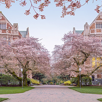 华盛顿大学
