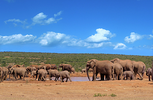 阿多大象国家公园