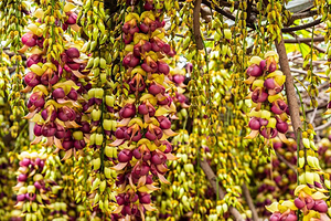 石壁湖禾雀花王国