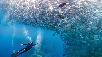 仙本那蓝海潜水