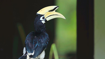 拉卜湾长鼻猴保护区