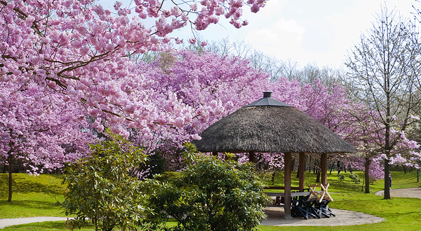 哈瑟尔特日本庭园