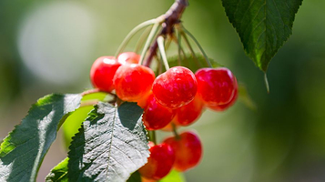 果香隆都采摘基地