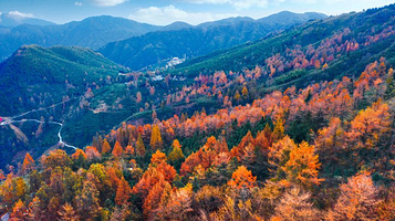 中国金钱松森林公园