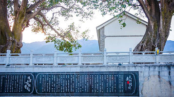 大理古城-夫妻树