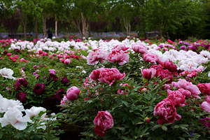 华家牡丹园