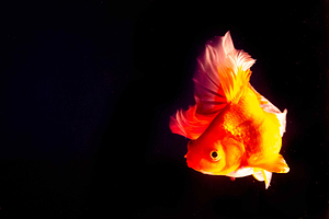 国潮金鱼博物馆