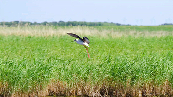 千鹤岛旅游风景区