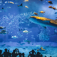 冲绳美丽海水族馆