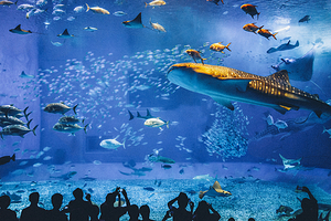 冲绳美丽海水族馆