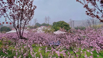 龙泉桃花沟
