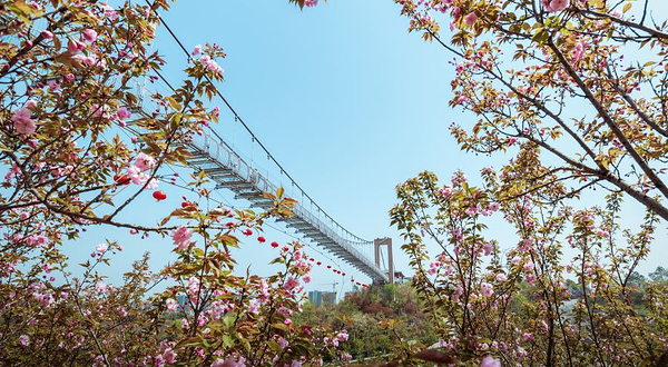 浔龙河樱花谷