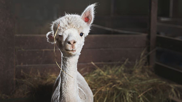 神兽羊驼馆（昆明旗舰店）