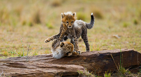 塞伦盖蒂国家公园