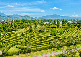 大木山茶园景区