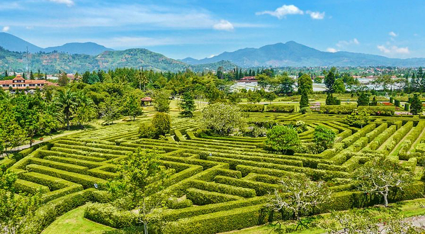 大木山茶园景区