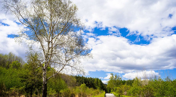 伊春兴安国家森林公园
