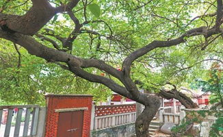 泉州开元寺-千年古桑