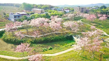 儋州蓝洋樱花庄园