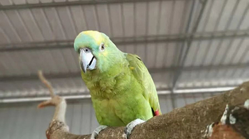 鑫海泰达鹦鹉园