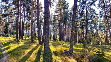 嘉陵江源国家森林公园