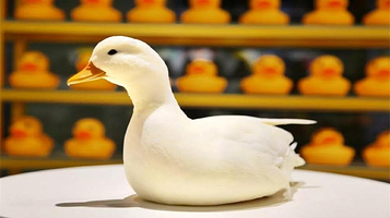 科尔鸭俱乐部（柳巷旗舰店）