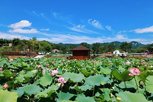 院子里·花漾谷