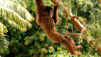 拉斯阿吉拉斯森林公园