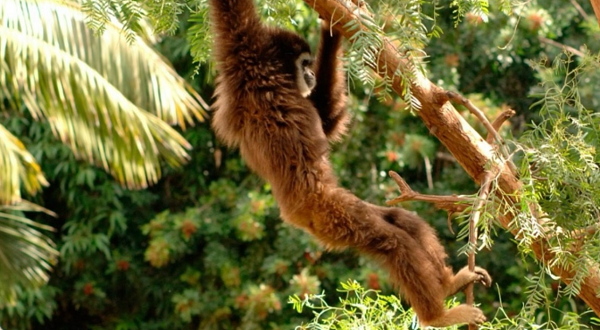 拉斯阿吉拉斯森林公园