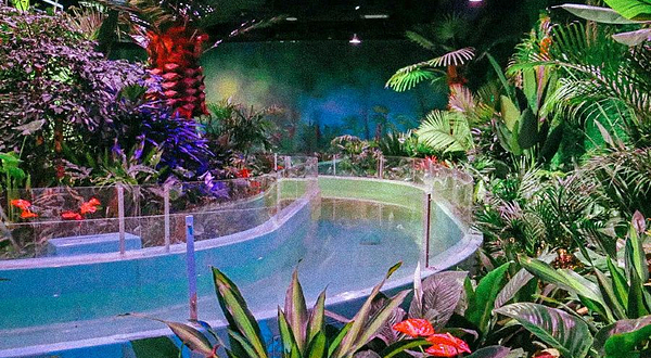 城市森林萌宠乐园