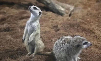 卡比龙萌宠乐园