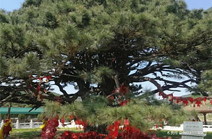 红带沟大清神树