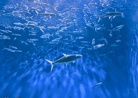 马尼拉海洋公园