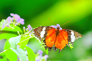 蝴蝶公园与昆虫王国