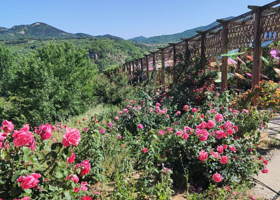 齐长城月季花谷