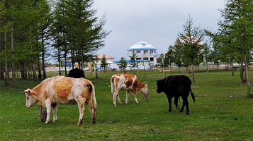 辉腾锡勒乐马旅游度假中心