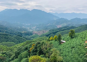 金刚碧绿茶文化园